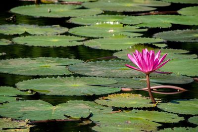 Pink lotus water lily in lake