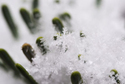 Close-up of frozen plant