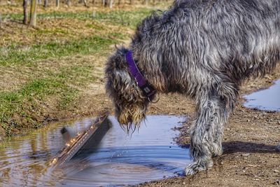 Horse in water