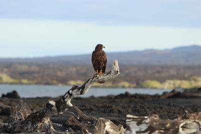 Galapagos hawk perched above