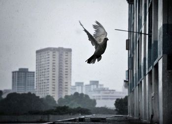 Bird flying over city