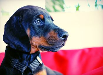 Close-up of dog looking away