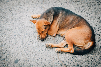 High angle view of dog sleeping