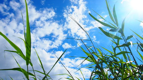 Low angle view of plants against blue sky