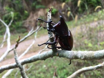 Close-up of insect perching on branch