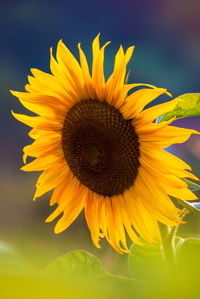 Close-up of sunflower