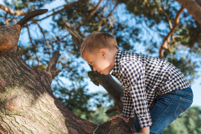 Preschool boy climbs a huge pine tree.
