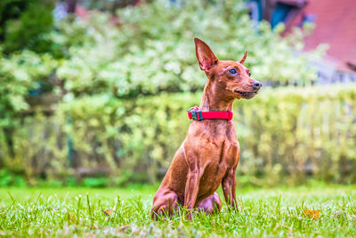 Outdoor portrait of a red miniature pinscher dog