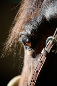 Close-up of a horse