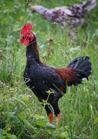 View of a bird on field