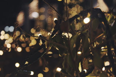 Low angle view of illuminated lights on tree