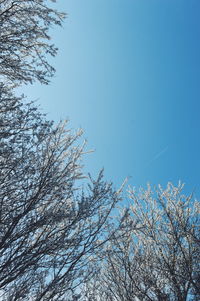 Low angle view of bare tree against clear blue sky