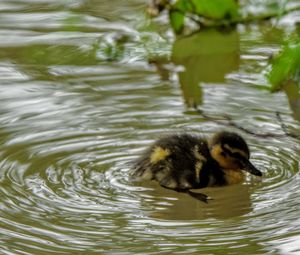 High angle view of duck swimming in lake