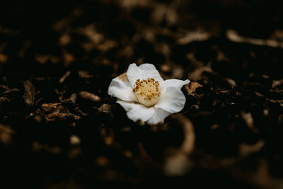 Close-up of white flower on field