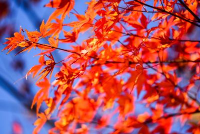 Close-up of maple tree during autumn