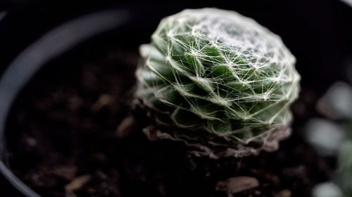 Close-up of succulent plant