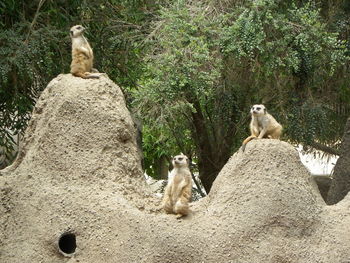 Two cats sitting on rock