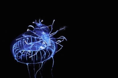 A juvinile lobsetr rides a jelly at night, east coast of madagascar