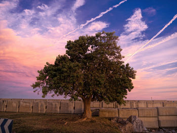 Tree on field against sky at sunset