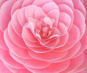 Close-up of pink rose