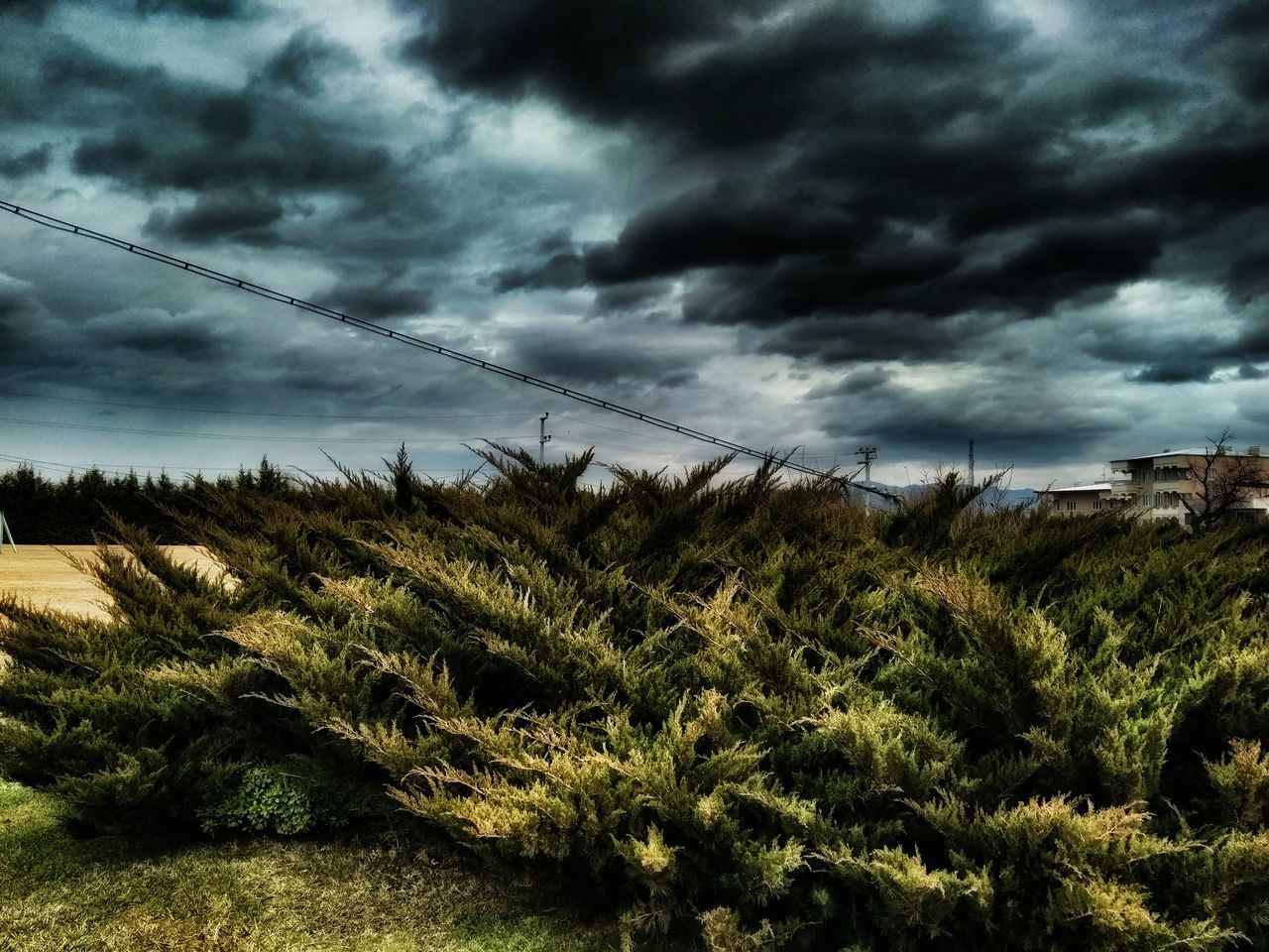 nature, sky, cloud - sky, no people, growth, beauty in nature, tranquility, field, scenics, tree, storm cloud, grass, outdoors, dramatic sky, rural scene, day