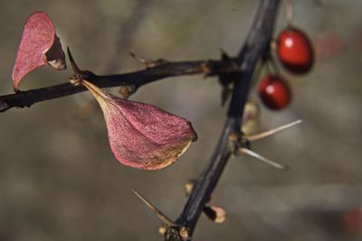 Close-up of red berries