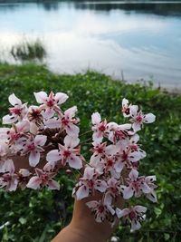 Close-up of pink flowering plant