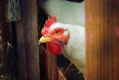 Close-up of a chicken