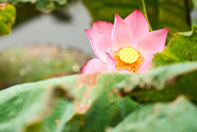 Close-up of pink lotus water lily in pond