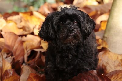 Close-up portrait of a dog