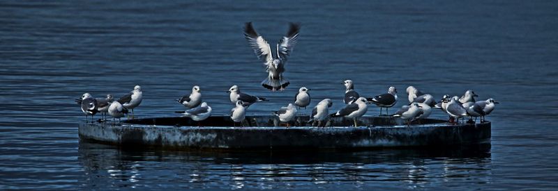 Flock of birds swimming in lake