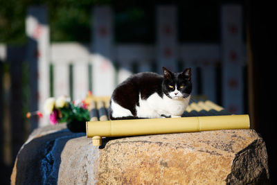 Black and white cat sitting on a stone at the entrance of a temple