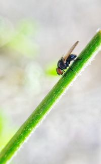 Close-up of insect on leaf