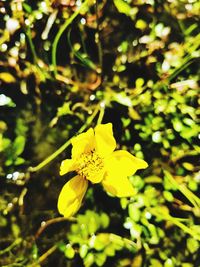 Close-up of yellow flower