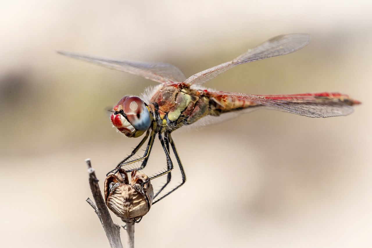 Extreme close up