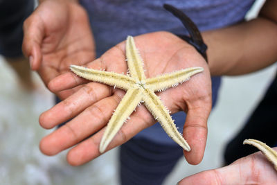 Close up view of cropped hand holding starfish