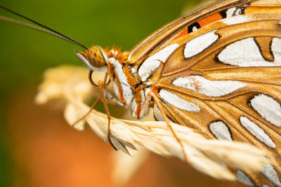 Close up of a gulf fritillary butterfly on grass.