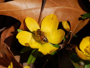 Close-up of insect on yellow flower