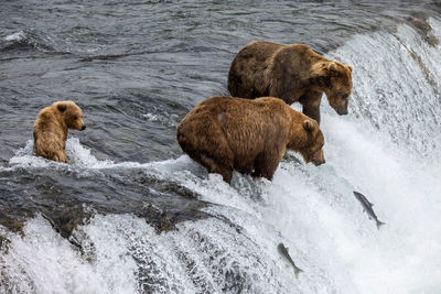 Brown bears wait for jumping salmon on the waterfall at brooks river