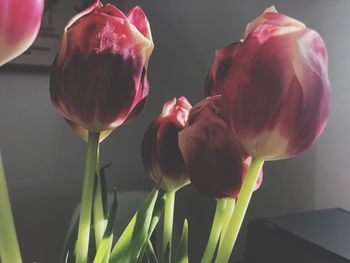 Close-up of tulips blooming outdoors