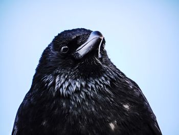 Close-up of a bird against blue sky