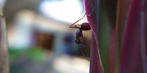 Close-up of insect on leaf