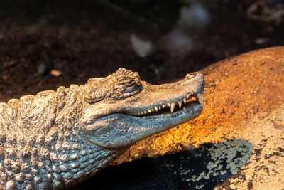 Close up portrait of a spectacled caiman in captivity