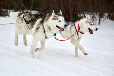 Running husky dog on sled dog racing. winter dog sport sled team competition. siberian husky dogs