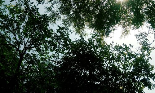 Low angle view of trees in forest