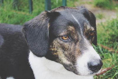 Close-up of dog looking away