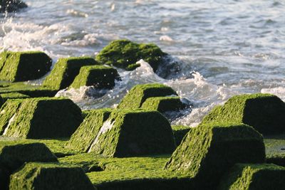 Close-up of sea shore