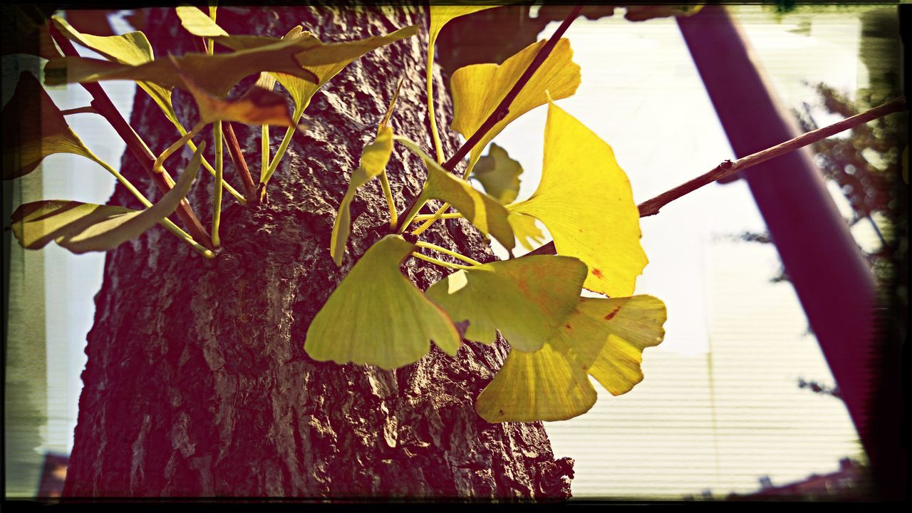 transfer print, auto post production filter, leaf, growth, plant, sunlight, nature, sky, close-up, green color, tree, day, branch, outdoors, no people, focus on foreground, tranquility, beauty in nature, low angle view, clear sky