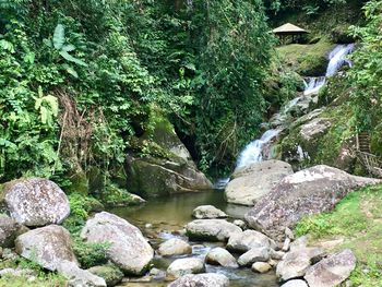 Scenic view of waterfall in forest