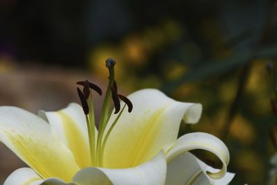 Close-up of flowering plant